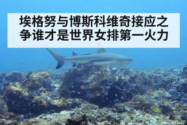 埃格努与博斯科维奇接应之争谁才是世界女排第一火力
